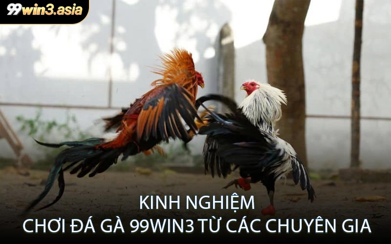 Kinh Nghiệm Chơi Đá Gà 99win3 Từ Các Chuyên Gia
