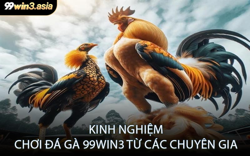Lịch Thi Đấu Đá Gà Đa Dạng