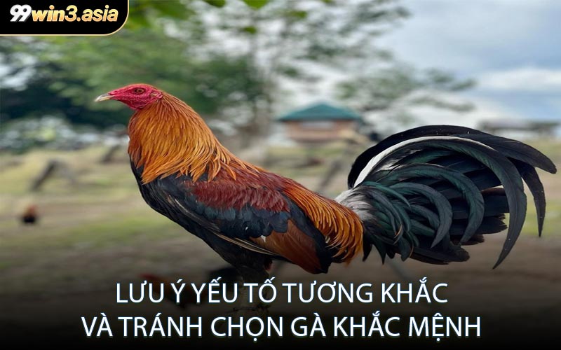 Lưu Ý Yếu Tố Tương Khắc và Tránh Chọn Gà Khắc Mệnh