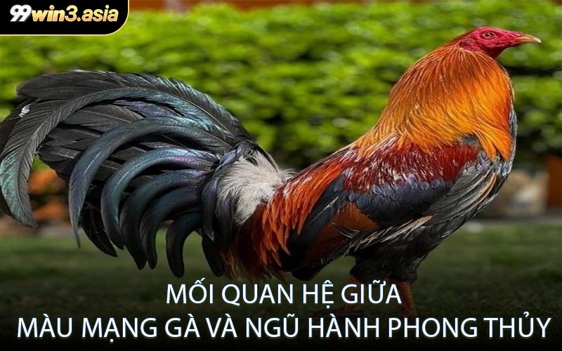 Mối Quan Hệ Giữa Màu Mạng Gà và Ngũ Hành Phong Thủy