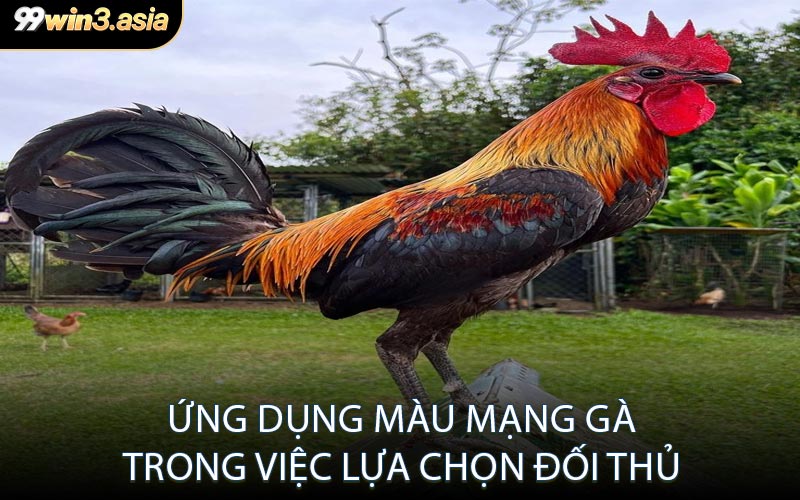 Ứng Dụng Màu Mạng Gà Trong Việc Lựa Chọn Đối Thủ